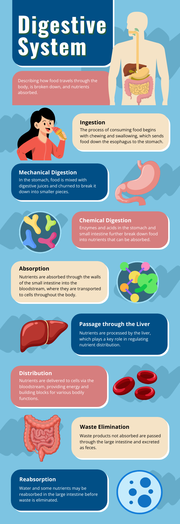 Digestive Infographics Enhanced by Bio Icons